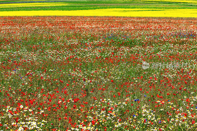 Piano Grande di Castelluccio(意大利)，绿色山丘上的村庄